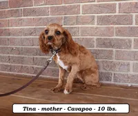 Mocha, a female Cavapoo for sale in Clarkrange, TN – 4 of 5