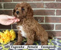 Cupcake, a female Cavapoo for sale in Clarkrange, TN – 3 of 6