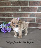 Daisy, a female Cockapoo for sale in Clarkrange, TN – 1 of 5