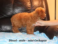 Diesel, a male Cockapoo for sale in Clarkrange, TN – 6 of 9