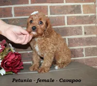 Petunia, a female Cavapoo for sale in Clarkrange, TN – 2 of 7
