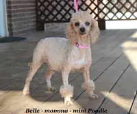 Brett, a male Cavapoo for sale in Clarkrange, TN – 5 of 6