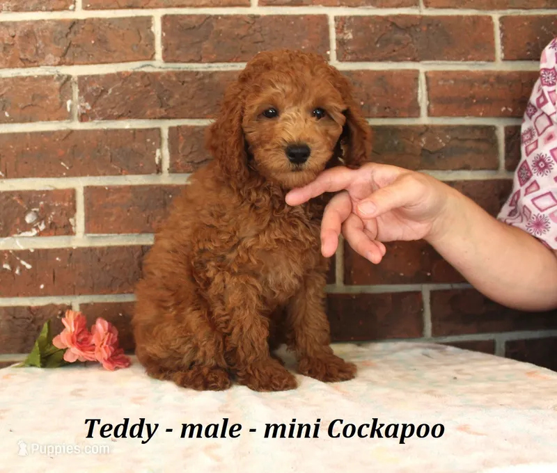 Teddy – Cockapoo puppy for sale in Clarkrange, TN