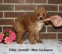 Tillie, a female Cockapoo for sale in Clarkrange, TN – 4 of 6