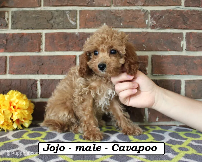Jojo – Cavapoo puppy for sale in Clarkrange, TN