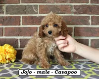 Jojo, a male Cavapoo for sale in Clarkrange, TN – 1 of 6