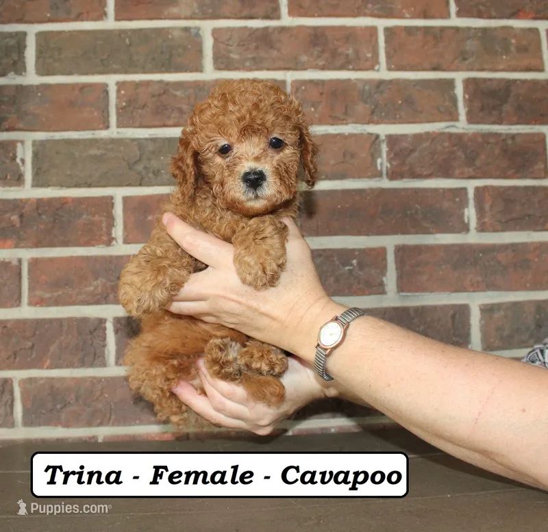 Trina  – Cavapoo puppy for sale in Clarkrange, TN