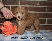 Max, a male Cavapoo for sale in Clarkrange, TN – 2 of 3