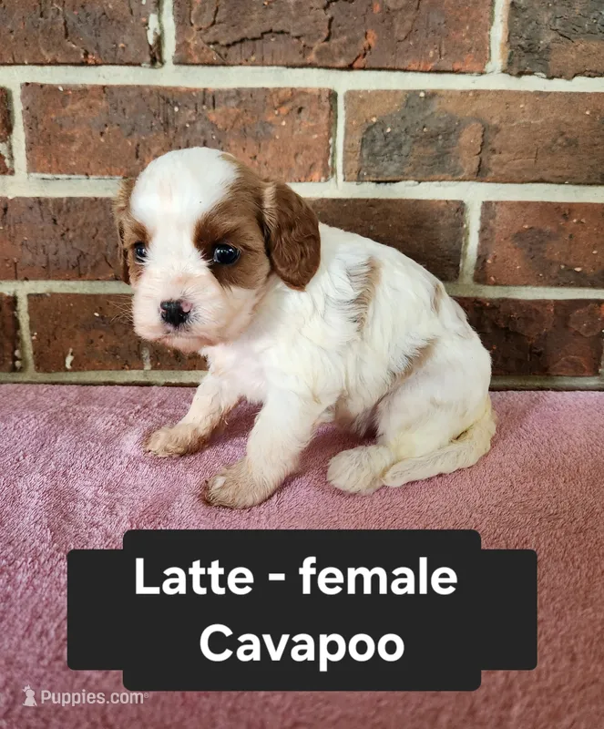 Latte – Cavapoo puppy for sale in Clarkrange, TN