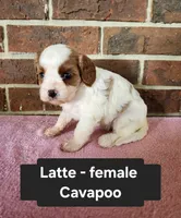Latte, a female Cavapoo for sale in Clarkrange, TN – 1 of 6