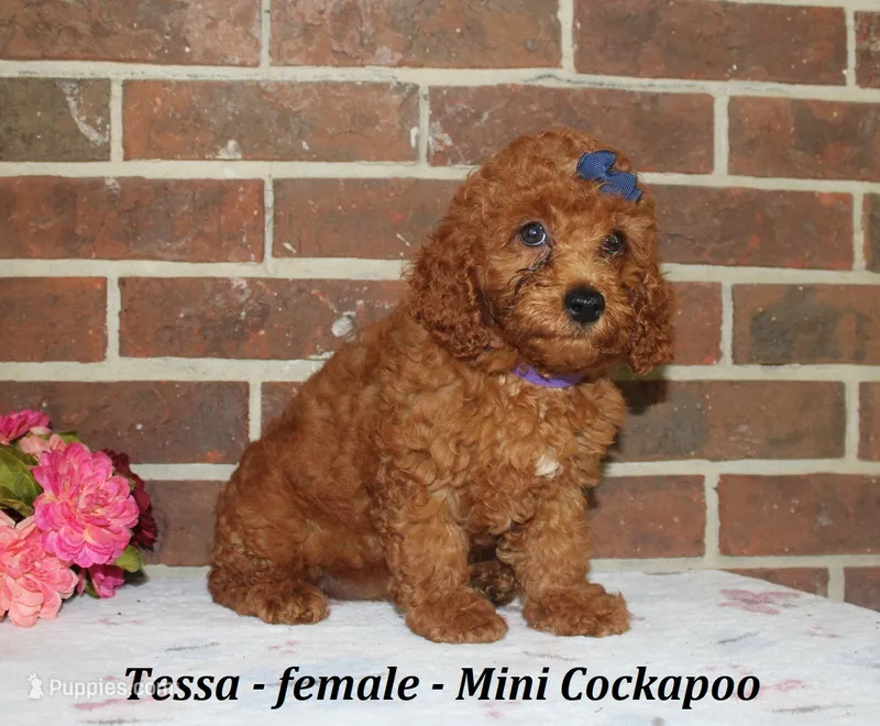 Tessa – Cockapoo puppy for sale in Clarkrange, TN