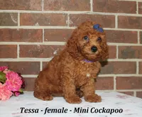 Tessa, a female Cockapoo for sale in Clarkrange, TN – 1 of 6