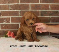 Trace, a male Cockapoo for sale in Clarkrange, TN – 3 of 6