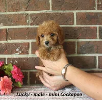 Lucky, a male Cockapoo for sale in Clarkrange, TN – 3 of 5