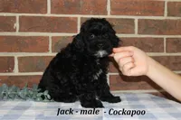Jack, a male Cockapoo for sale in Clarkrange, TN – 4 of 6