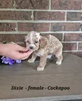 Dixie, a female Cockapoo for sale in Clarkrange, TN – 4 of 6