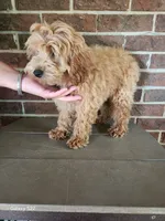 Star, a male Cockapoo for sale in Clarkrange, TN – 2 of 8