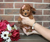 Rosie, a female Cavapoo for sale in Clarkrange, TN – 5 of 7
