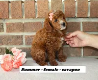 Summer, a female Cavapoo for sale in Clarkrange, TN – 4 of 6