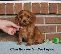 Charlie, a male Cockapoo for sale in Clarkrange, TN – Photo 5 of 7