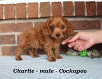 Charlie, a male Cockapoo for sale in Clarkrange, TN – Photo 2 of 7