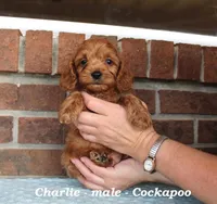 Charlie, a male Cockapoo for sale in Clarkrange, TN – Photo 1 of 7
