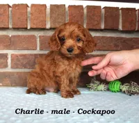 Charlie, a male Cockapoo for sale in Clarkrange, TN – Photo 3 of 7