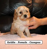 Goldie, a female Cavapoo for sale in Clarkrange, TN – Photo 3 of 7