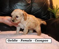 Goldie, a female Cavapoo for sale in Clarkrange, TN – Photo 4 of 7