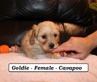 Goldie, a female Cavapoo for sale in Clarkrange, TN – Photo 2 of 7
