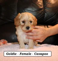 Goldie, a female Cavapoo for sale in Clarkrange, TN – Photo 5 of 7