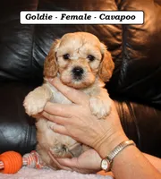 Goldie, a female Cavapoo for sale in Clarkrange, TN – Photo 1 of 7
