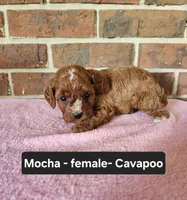 Mocha, a female Cavapoo for sale in Clarkrange, TN – 2 of 5