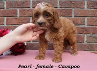 Pearl, a female Cavapoo for sale in Clarkrange, TN – 3 of 7
