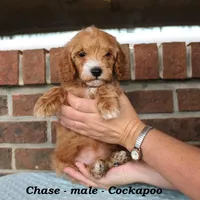 Chase, a male Cockapoo for sale in Clarkrange, TN – Photo 4 of 7
