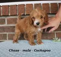 Chase, a male Cockapoo for sale in Clarkrange, TN – Photo 5 of 7