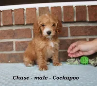 Chase, a male Cockapoo for sale in Clarkrange, TN – Photo 1 of 7