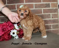 Poppi, a female Cavapoo for sale in Clarkrange, TN – 4 of 7