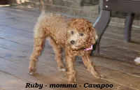 Roxie, a female Cavapoo for sale in Clarkrange, TN – 7 of 8