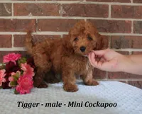 Tigger, a male Cockapoo for sale in Clarkrange, TN – 3 of 6