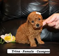 Trina, a female Cavapoo for sale in Clarkrange, TN – 2 of 3