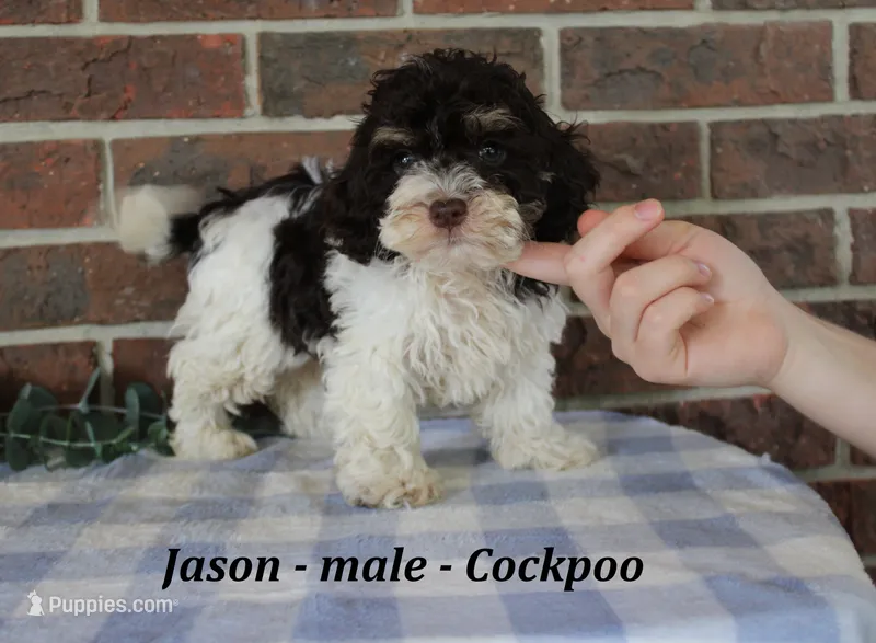 Jason – Cockapoo puppy for sale in Clarkrange, TN