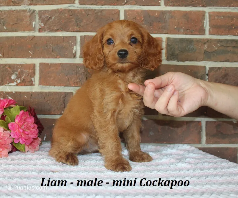 Liam – Cockapoo puppy for sale in Clarkrange, TN