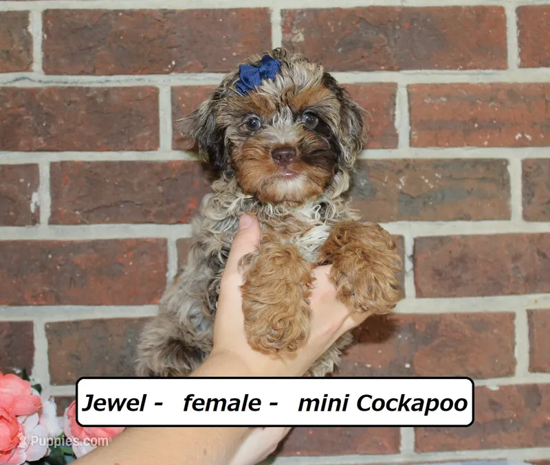 Jewel – Cockapoo puppy for sale in Clarkrange, TN