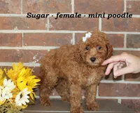 Sugar, a female Poodle - Toy  for sale in Clarkrange, TN – 4 of 6
