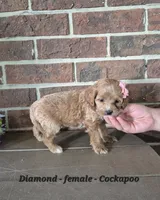 Diamond, a female Cocker Spaniel and Poodle - Miniature  for sale in Clarkrange, TN – 2 of 6