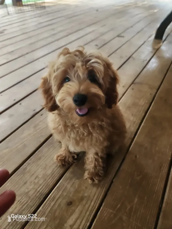 Star – Cockapoo puppy for sale in Clarkrange, TN
