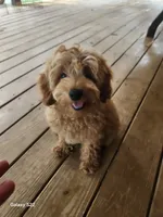 Star, a male Cockapoo for sale in Clarkrange, TN – 1 of 8