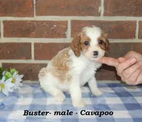Buster, a male Cavalier King Charles Spaniel and Poodle - Toy  for sale in Clarkrange, TN – 3 of 6