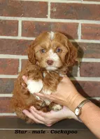 Star, a male Cockapoo for sale in Clarkrange, TN – 4 of 6